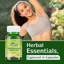 organic-zing-andrographolide-supplement--6.jpg