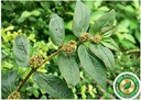 tna-herbal-fresh-amman-pacharisi-powder--2.jpg